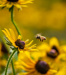 Bumblebee in the garden on flower in Park