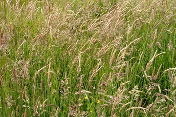 Meadow fescue grass growing in a field creating a natural background