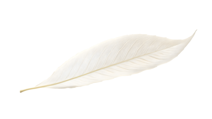 Elegant White Willow Leaf with Long Narrow Shape for Design