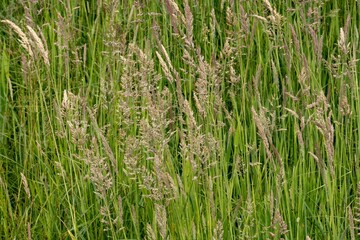 Meadow foxtail grass growing in a field close up