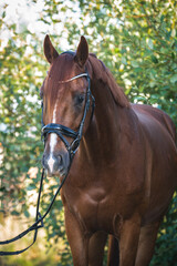 Obraz premium Fuchs mit Trense