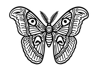 Atlas Moth - Order Lepidoptera