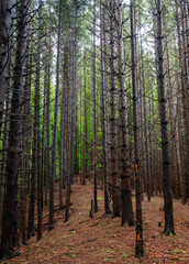 Obraz premium footpath in the woods