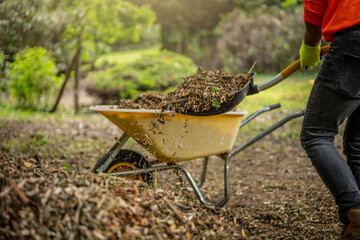 Yellow wheelbarrow in the garden. Garden wheelbarrow full of mulch. Summer garden in background.