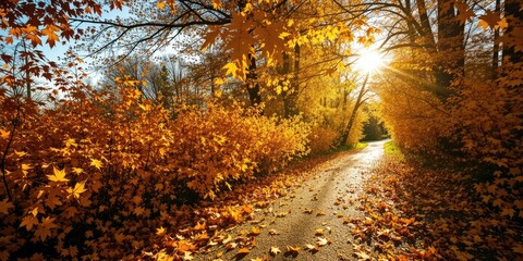 Fototapeta premium Long Shadows on a Leaf-Covered Path at Golden Hour