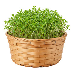 Naklejka premium Fresh green sprouts, densely packed, fill a wicker basket, isolated on white background