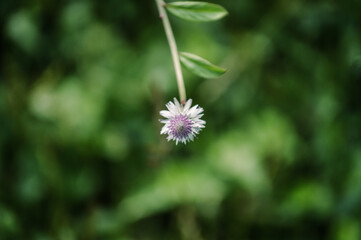 Minimalist close-up of a small white and purple wildflower hanging gracefully, with a soft green blurred background. Ideal for calm, botanical, or nature-themed content.