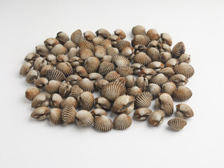 Clamshell or shellfish on white background