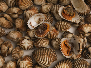Clamshell or shellfish on white background