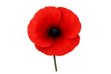 Red poppy blooming with transparent background: perfect for remembrance day designs