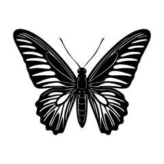 Rajah Brooke Butterfly - Order Lepidoptera