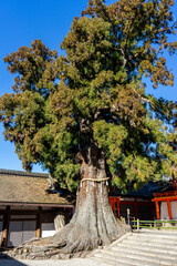 Obraz premium Old Japanese architecture seen in Nara City, Japan