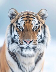 Obraz premium detailed close up image of a tiger