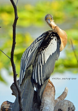 Anhinga with an attitude, neck cocked, facing forward towards the camera, next to Lake Lotus in Altamonte Springs in Florida