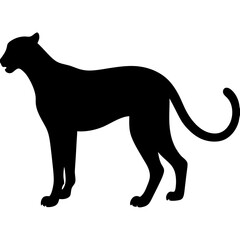 Obraz premium cheetah on white background