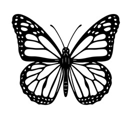 Monarch Butterfly Line - Order Lepidoptera