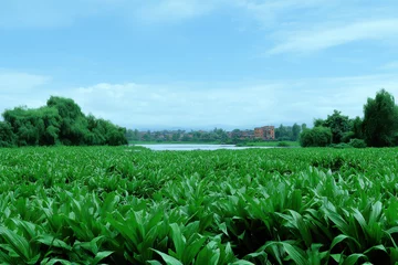 lush green landscape representing ecological biotechnology featuring innovative plants and sustainable practices