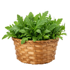 Naklejka premium Basket brimming with fresh, green arugula leaves against a clean, white background