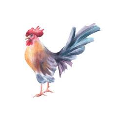 Colorful rooster hand painted watercolor isolated on white. Cockerel with orange breast and blue tail drawing. Rustic bird sketch for farmhouse wall art, farm to table design, and poultry branding.