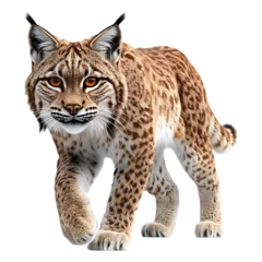 Keuken achterwand Lynx 3d illustration of a lynx walking isolated on transparent background  © THE_ROY