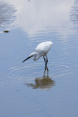 Little egret wading in shallow water searching for food
