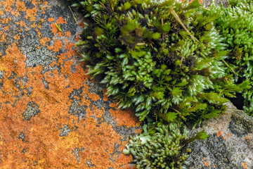 Yellow lichen and green moss growing on a rock; focus stacking macro photography captured in a forest in the eastern Andean mountains of central Colombia, near the Iguaque natural reserve.
