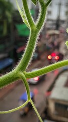 Close-up of Fresh Hairy Tomato Plant Stem with City Background