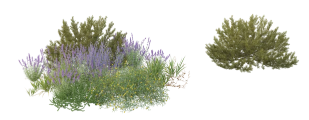 Selbstklebende Fototapeten Mediterranes Europa Genista Hispanica,lavender flowers isolated on white    © ThuThy