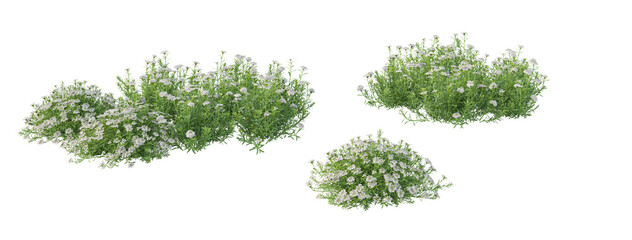 Genista Hispanica,lavender flowers isolated on white	
