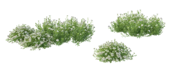 Fotobehang Mediterraans Europa Genista Hispanica,lavender flowers isolated on white    © ThuThy