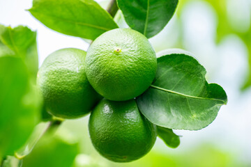 Green lemons is citrus  fruits on a branch with nature background. Green Lemons tree in the garden...