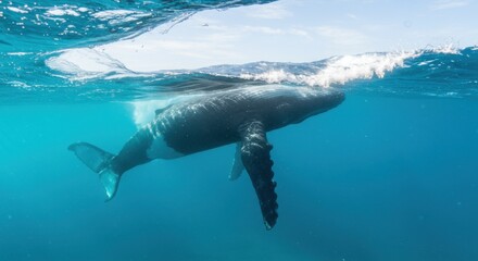 Fototapeta premium Majestic Humpback Whale Swimming Underwater in Deep Ocean