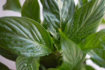green leaves with dew drops