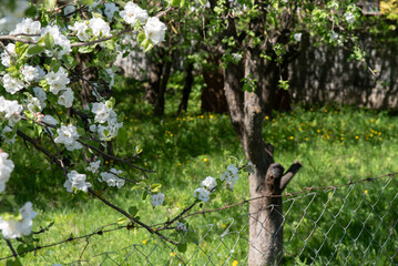 Fruit trees blooming in the countryside. Slow life