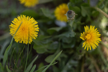 Dandelion flower in green grass in spring