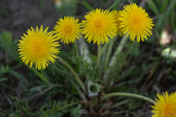 Dandelion flower in green grass in spring