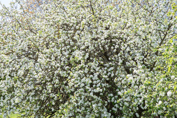 Fruit trees blooming in the countryside. Slow life