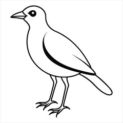 Line art of a pittas.