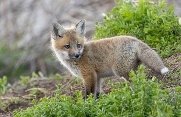 Red fox