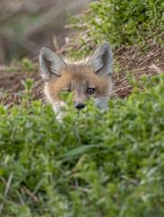 Obraz premium Red fox