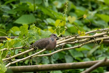 A Spotted Dove sits on a bamboo mat in a green field.