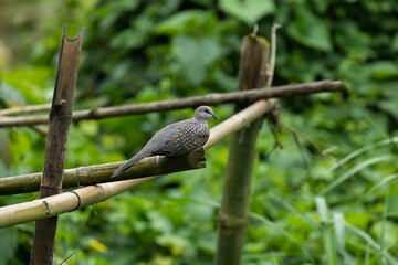 A Spotted Dove sits on a bamboo mat in a green field.