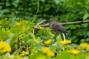 A Spotted Dove sits on a bamboo mat in a green field.