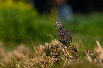 Spotted Dove - Streptopelia (Spilopelia )
