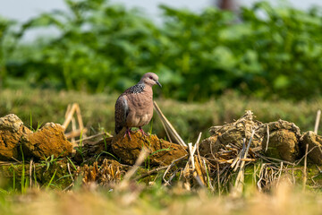 Fototapeta premium Spotted Dove,Pigeon,common bird found in Bangladesh with Green field blur Background