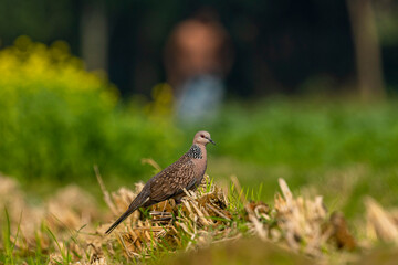 Spotted Dove,Pigeon,common bird found in Bangladesh with Green field blur Background