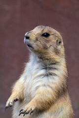 Curious Prairie Dog Standing on Alert with a Blurred Background