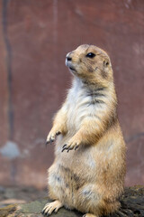 Alert Prairie Dog Standing on Hind Legs Observing Its Surroundings Outdoors