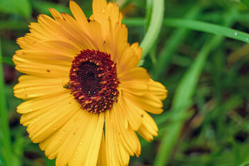 Macro photography of a yellow pot marigold with tiny insects on it, captured in a garden in the eastern Andean mountains of central Colombia, near the Iguaque natural reserve.
