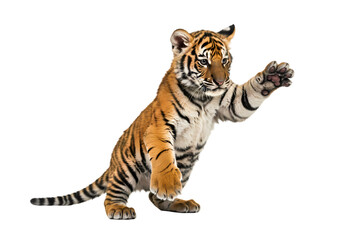 Fototapeta premium Playful Tiger Cub on Hind Legs isolated on transparent baackground